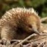 Echidna