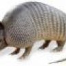 Armadillo